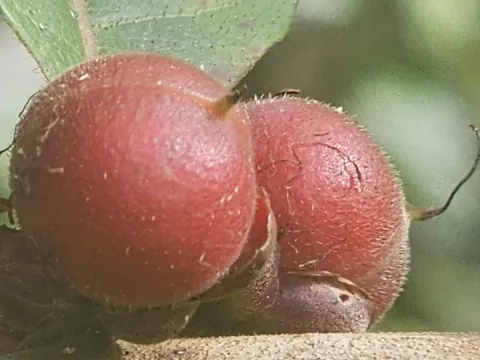 Doliocarpus