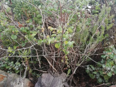 Elephant foot yam