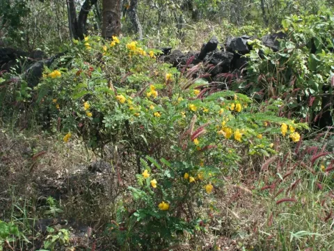 Senna galegifolia