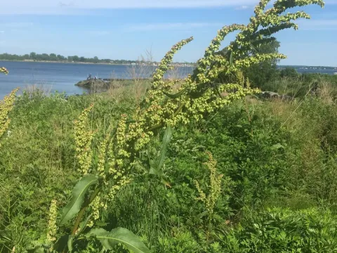Щавель Кернера