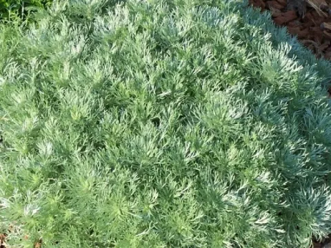 Schmidt's wormwood