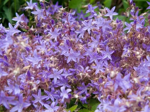 Campanula elatines
