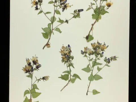 Kemularia bellflower