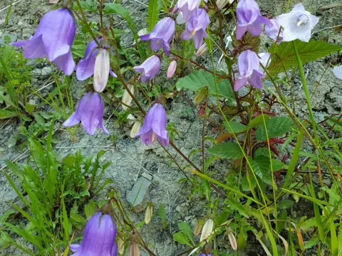 Long-styled bellflower