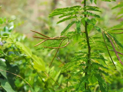 Desmanthus