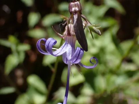 California harebell