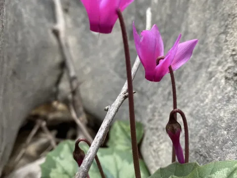 Eastern cyclamen