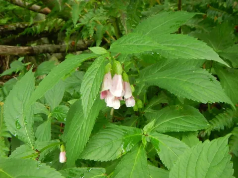 Chelonopsis moschata