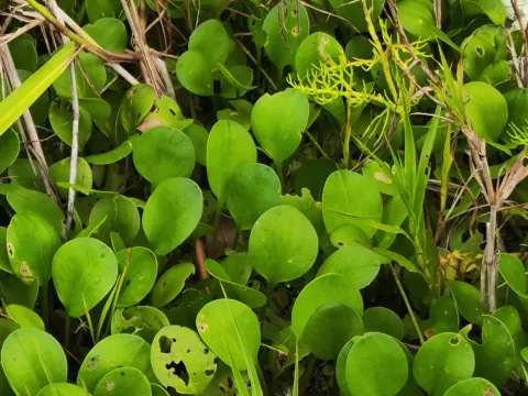 Limnobium laevigatum