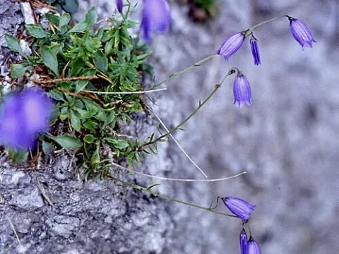 Tufted bellflower