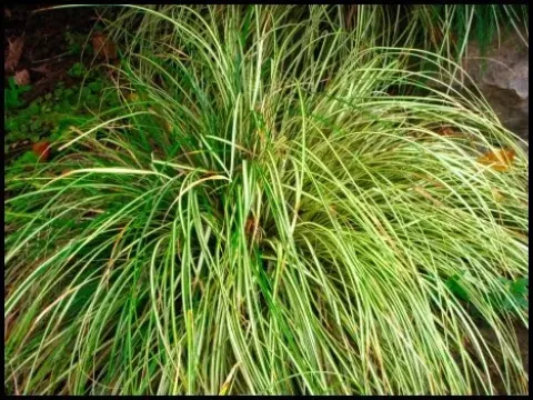 Hachijo sedge