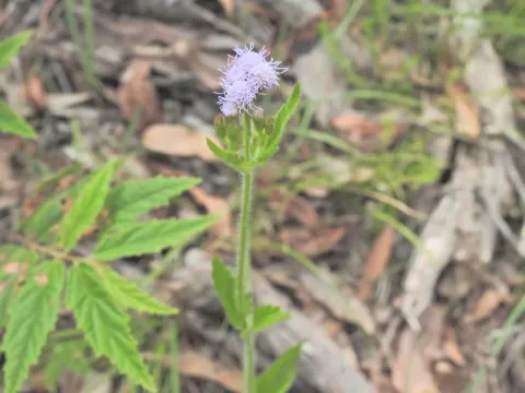 Пракселіс