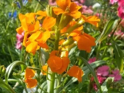 Желтушник Кочи