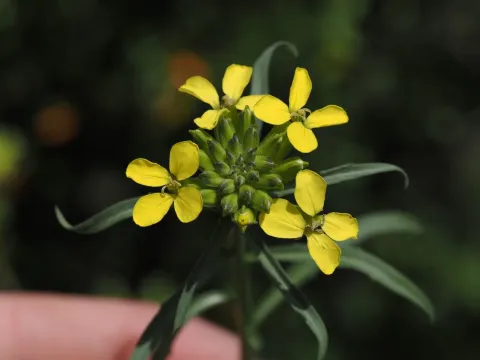 Rhaetian wallflower