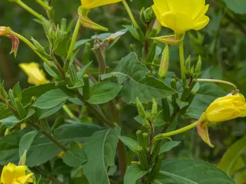 Oenothera stuchii