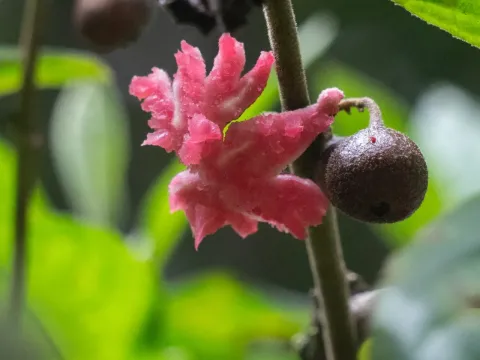 Siparuna
