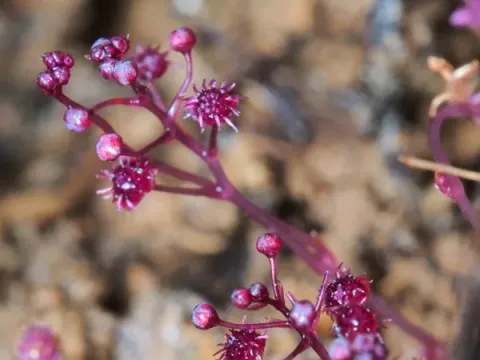 Sciaphila