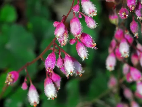 Heuchera pulchella