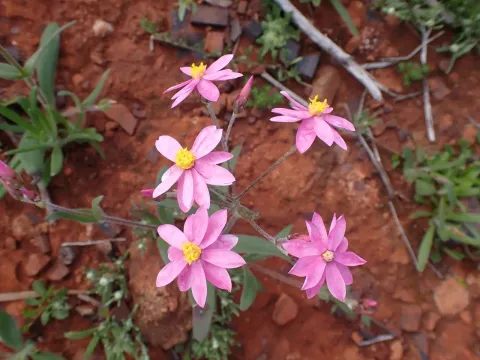 Schoenia