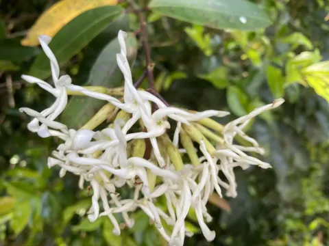 Anodendron