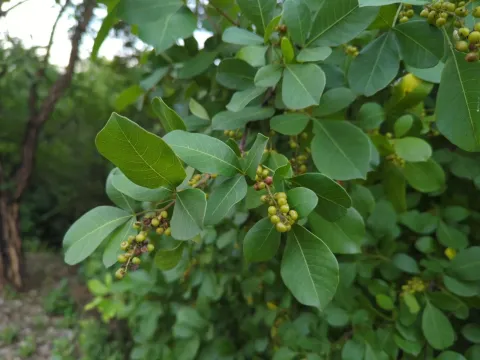 Rhus longipes