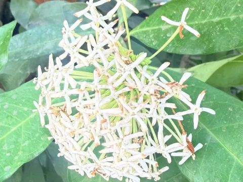 Ixora finlaysoniana