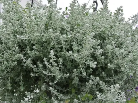 Plectostachys