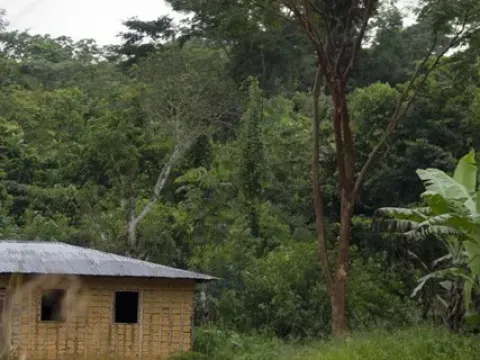 Copaifera religiosa