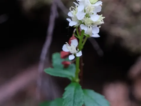 Tetracarpaea