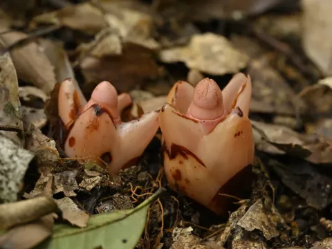 Mitrastemon