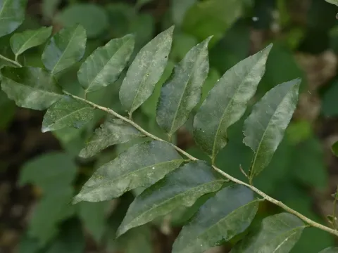 Putranjiva