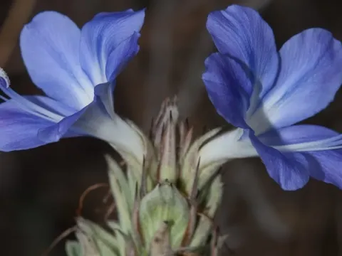Androstachys