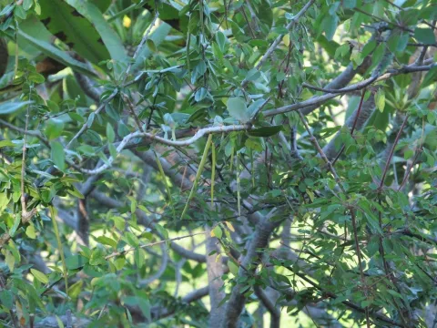 Plocosperma