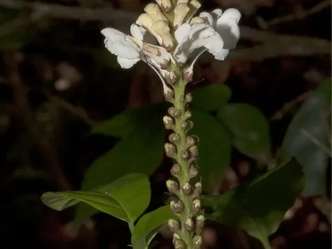 Thomandersia