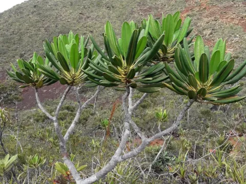 Myodocarpus
