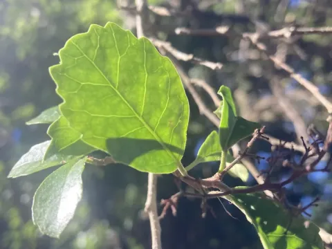 Pennantia