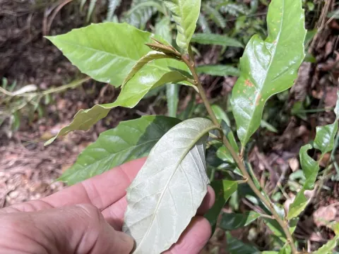 Argophyllum