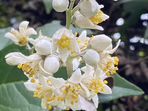 Deutzia