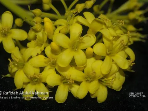 Pteleocarpa