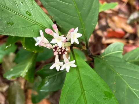 Chassalia