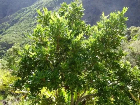 Doratoxylon