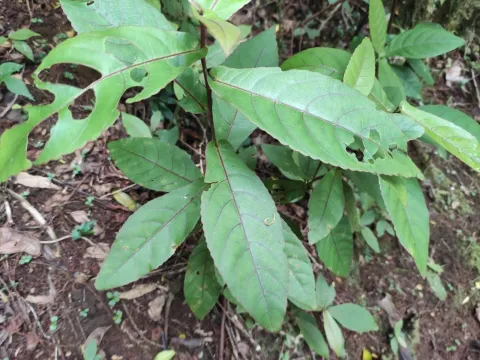 Acalypha integrifolia