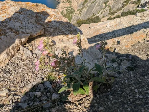 Digitalis minor