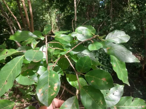 Antidesma madagascariense