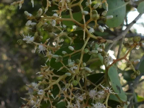 Apodytes