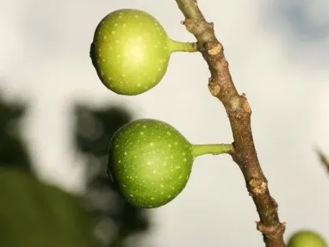 Фікус латеріфлора