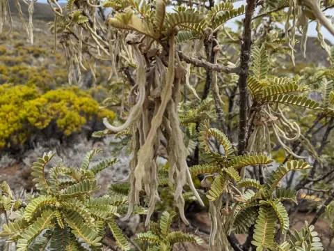 Sophora denudata