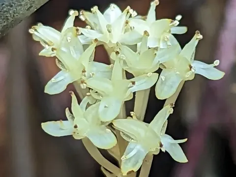 Petrosavia