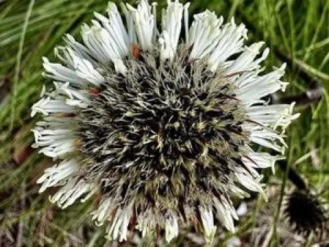 Dasypogon