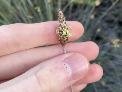 Ecdeiocolea